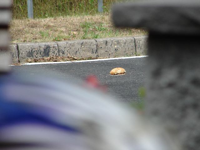 Br�tchen auf der Fahrbahn!