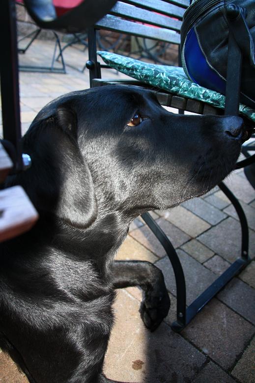 Der Hofhund...
