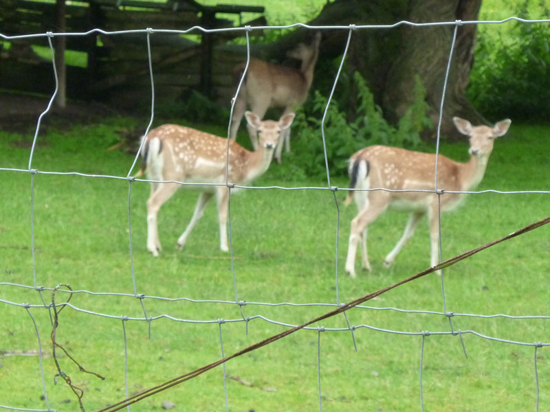 das Bambi-Gefngnis
