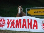 Den Olaf brenn' ich her!