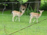das Bambi-Gefngnis
